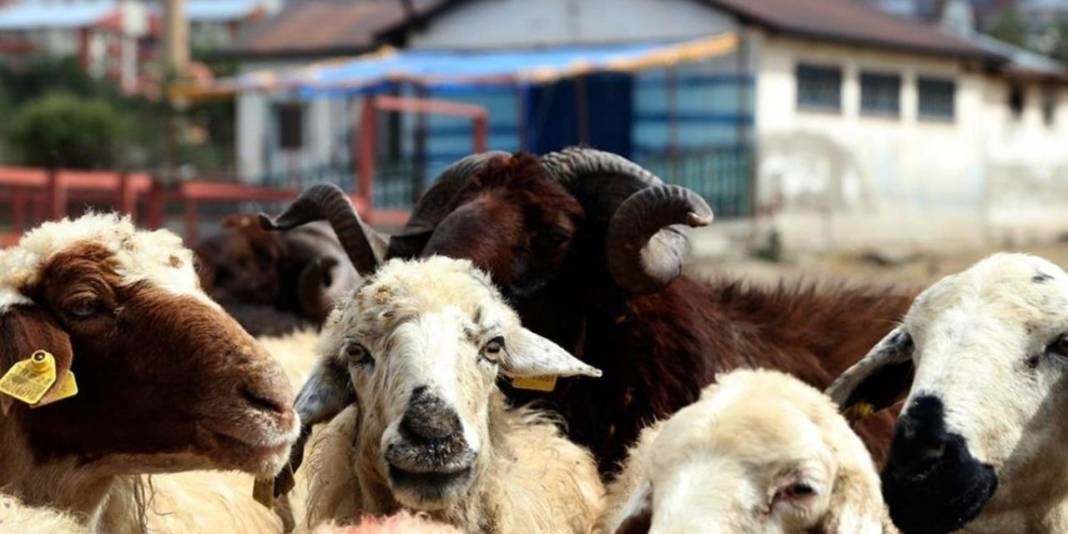 Et ve Süt Kurumu satılmayan kurbanlıklar için fiyat listesini yayımladı 6